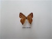 藏品(銀紋尾蜆蝶　中南部亞種)的圖片